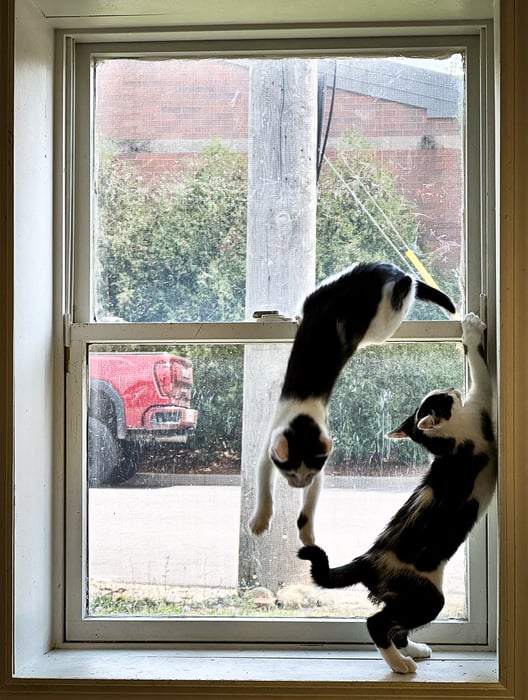 Image for Window Kittens