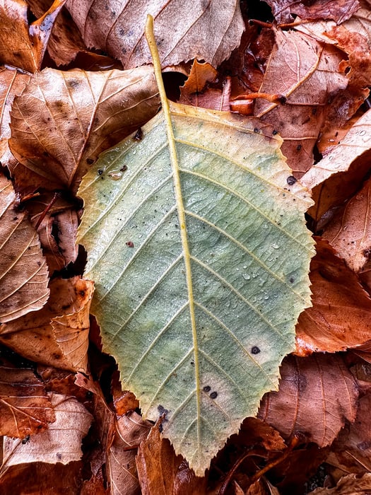 Image for Rain Fall
