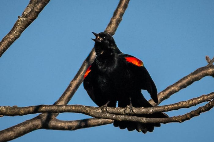 Image for Singing Red-winged Blackbird