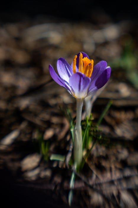Image for Signs of Spring