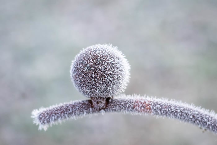 Image for Abstract Frost