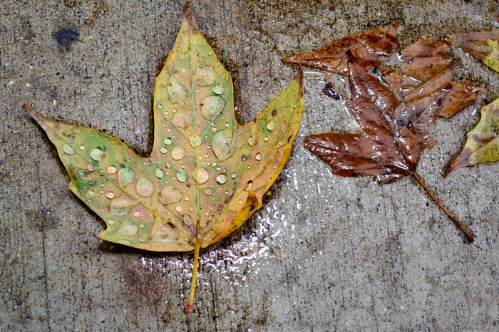 Image for Rain Fall