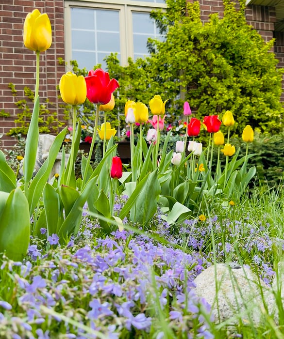 Image for Spring Flowers