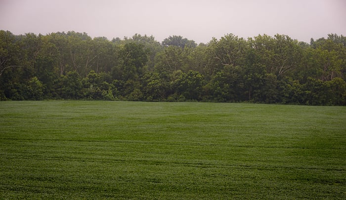 Image for Soybean Shower