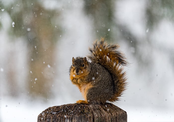 Image for Snowy Squirrel