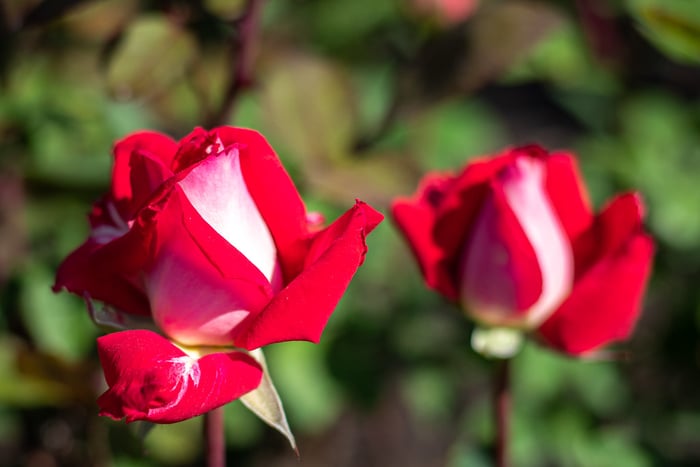 Image for Richmond Rose Garden
