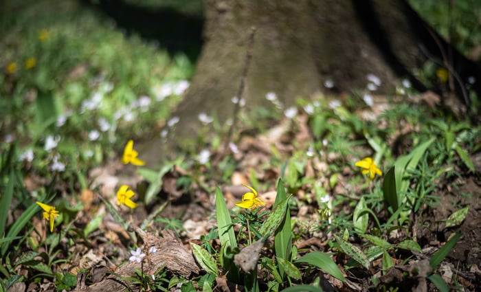 Image for Woodland Floor