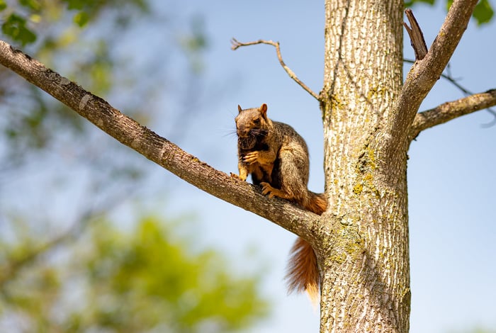 Image for In a Tree