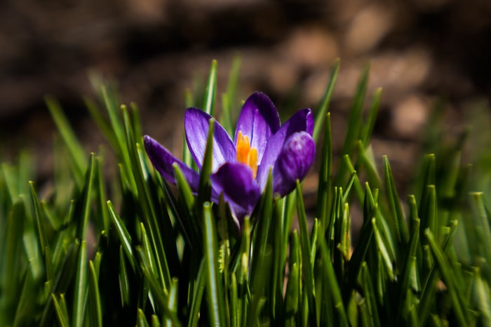Image for Signs of Spring