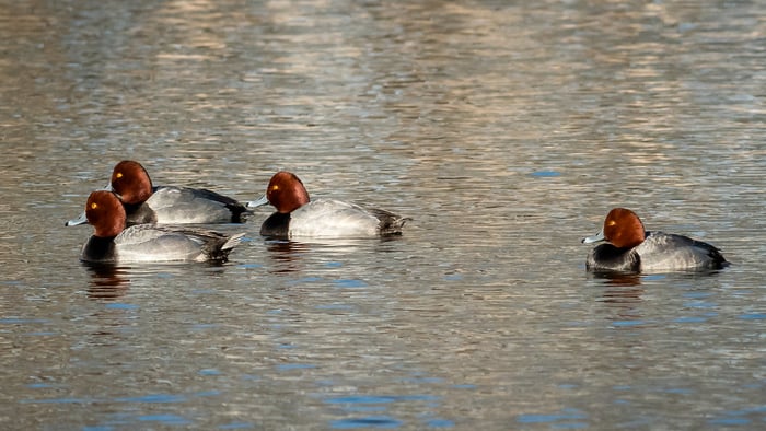 Image for Redhead Ducks