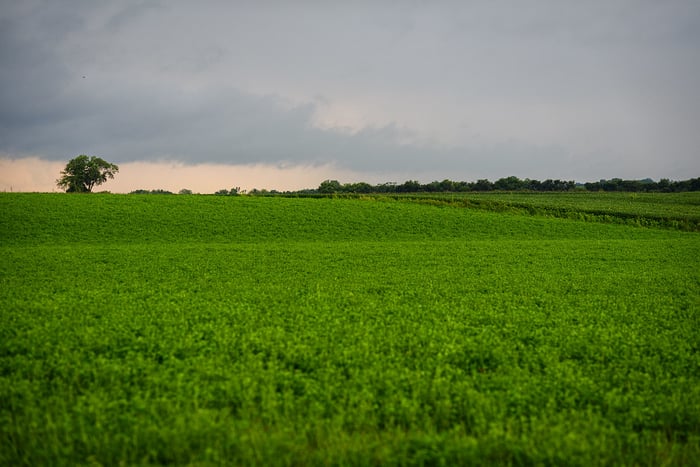 Image for Soy Storm