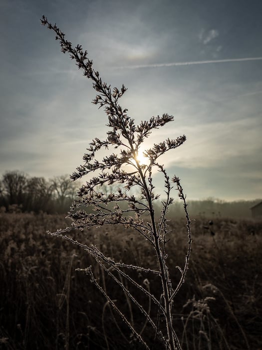 Image for February Frost