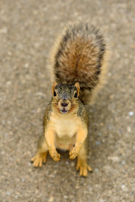Image: Hi!