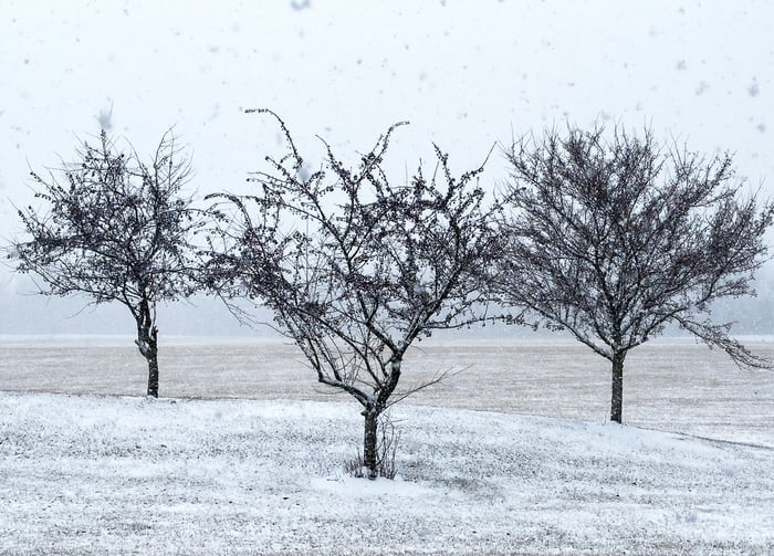 Image for Snowfall
