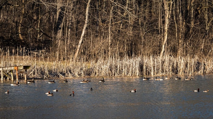 Image for Redhead Ducks and Canada Geese