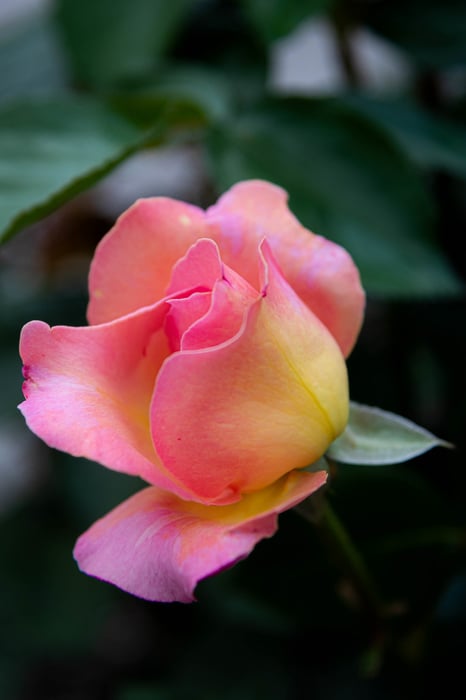 Image for Richmond Rose Garden