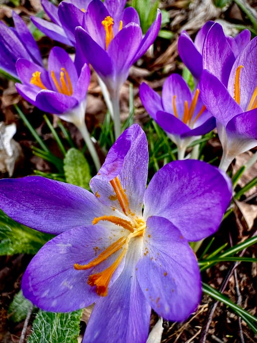 Image for Spring is Whooshing Closer