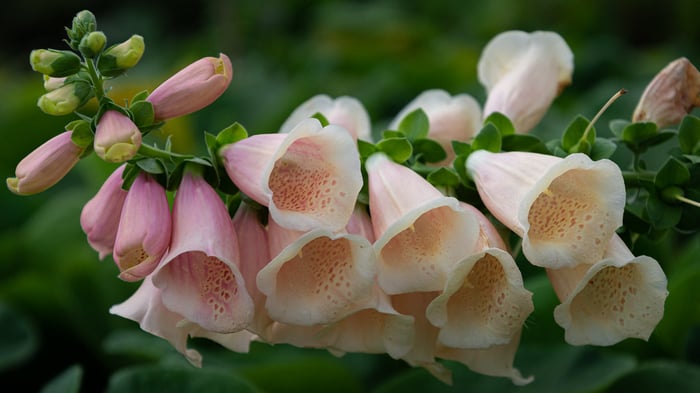 Image for Foxglove