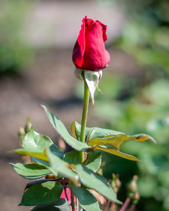Image for Richmond Rose Garden