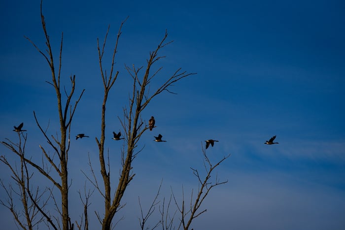 Image for Birds of prey and fowl