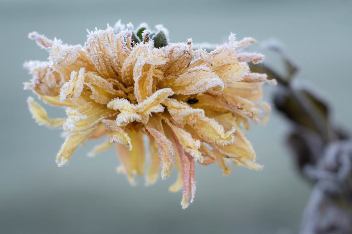 Image for First Frost