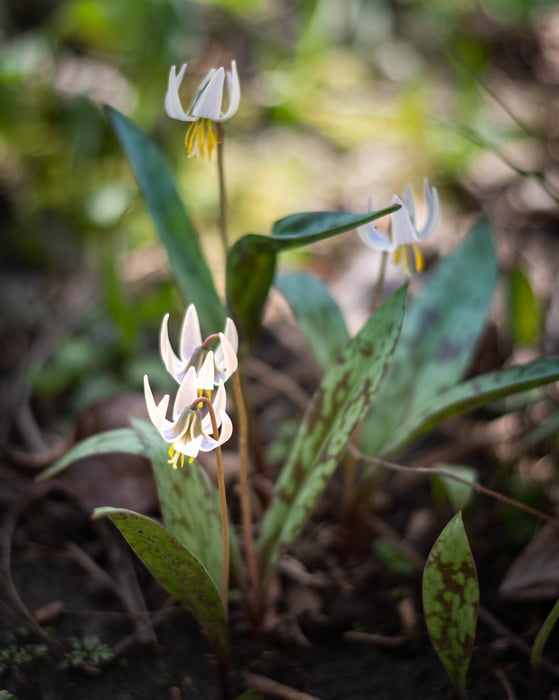 Image for White Trout Lilies
