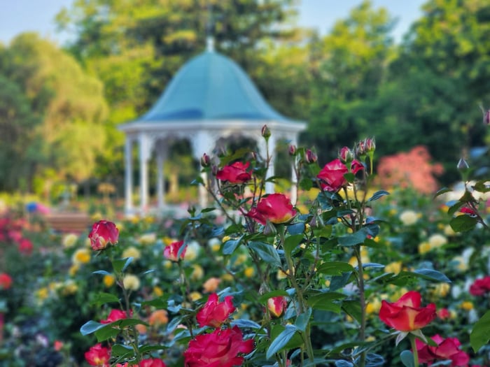 Image for Stop and smell the roses