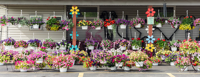 Image for Spring Flowers