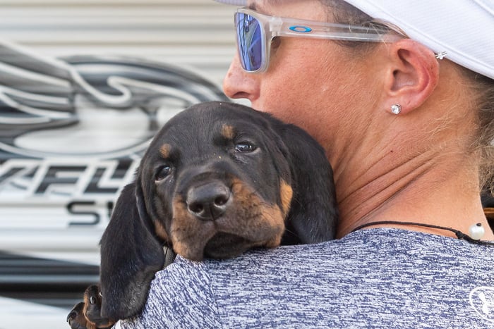 Image for Coon Hound Puppy
