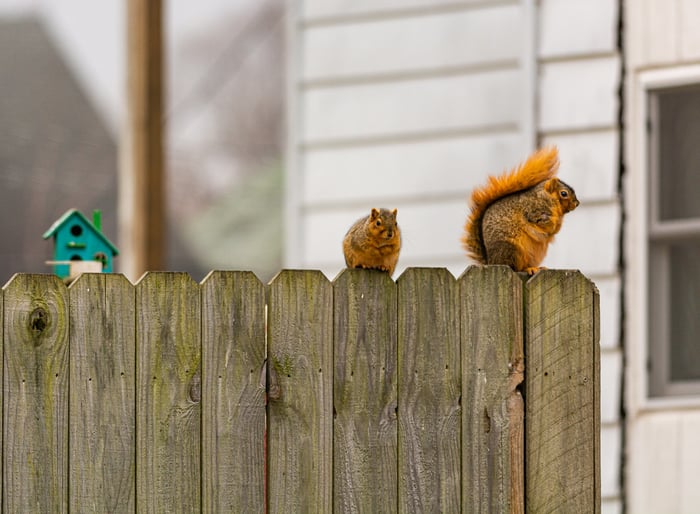 Image for Squirrel(s) on a Fence