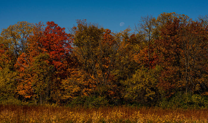 Image for Moon Fall