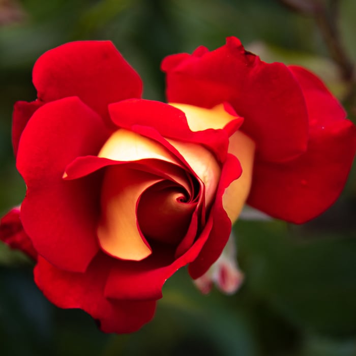 Image for First Bloom and Glow 2022