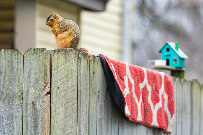 Image for Squirrel(s) on a Fence