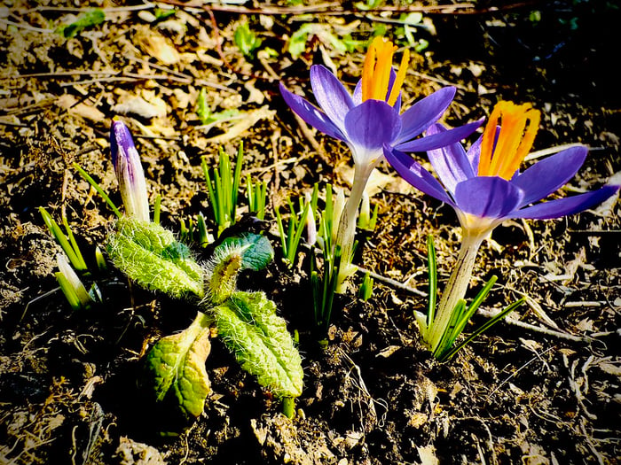 Image for Spring is here
