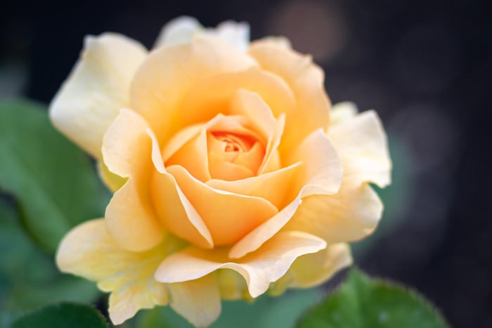 Image for Richmond Rose Garden