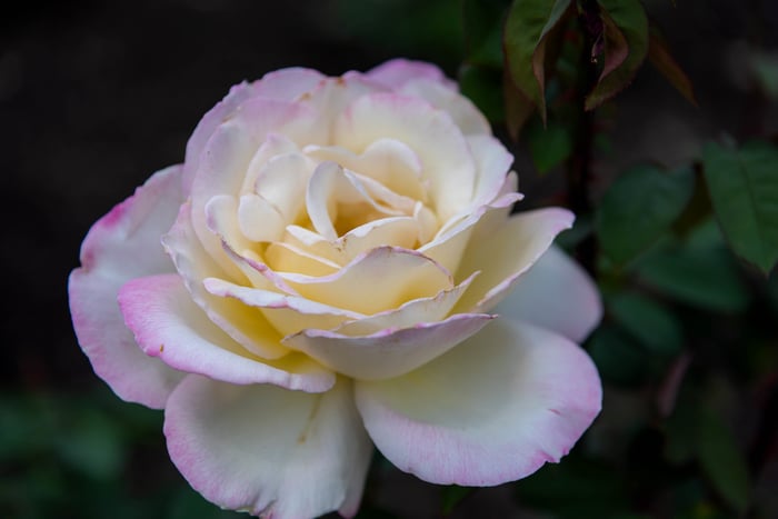 Image for Richmond Rose Garden