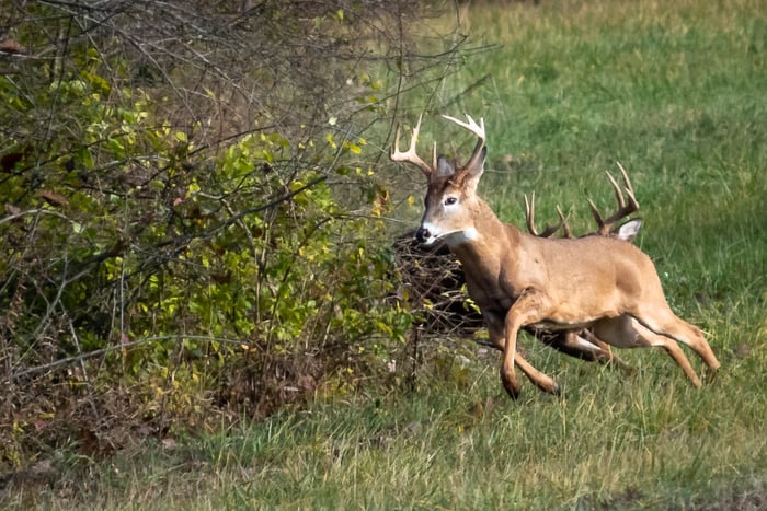 Image for NO!! My doe!