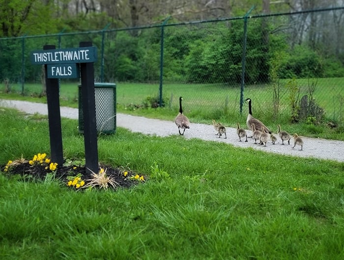 Image for Follow the Leader