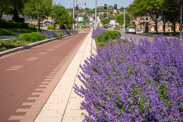 Image for Nepeta Blooms Along Richmond's Downtown Bike Path