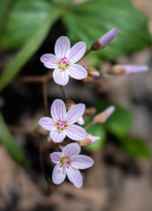 Image for Spring Beauty Wildflowers