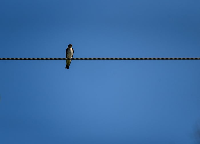 Image: Bird on a Wire