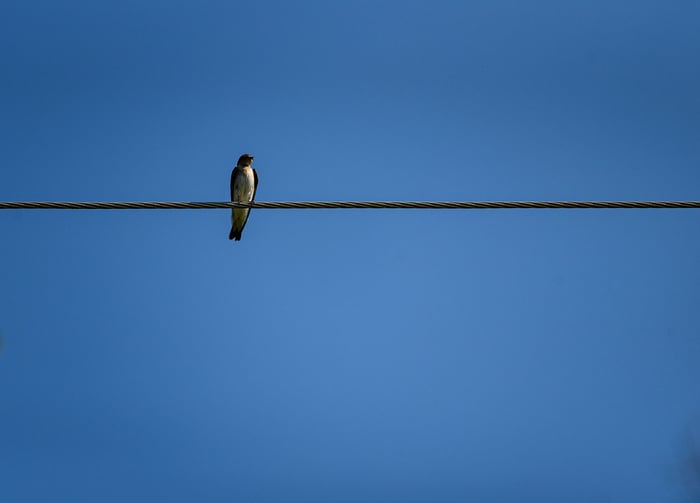 Image for Bird on a Wire