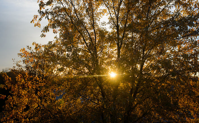 Image for Leaves of Gold