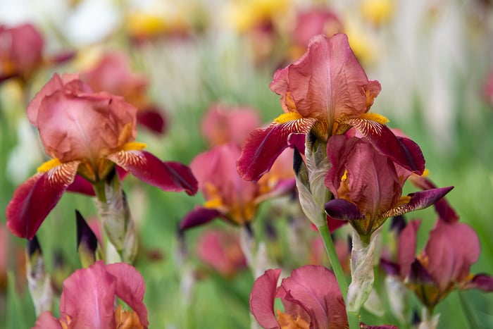 Image for Colorful Iris
