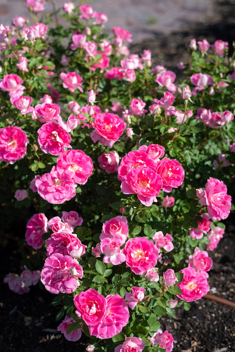 Image for Richmond Rose Garden