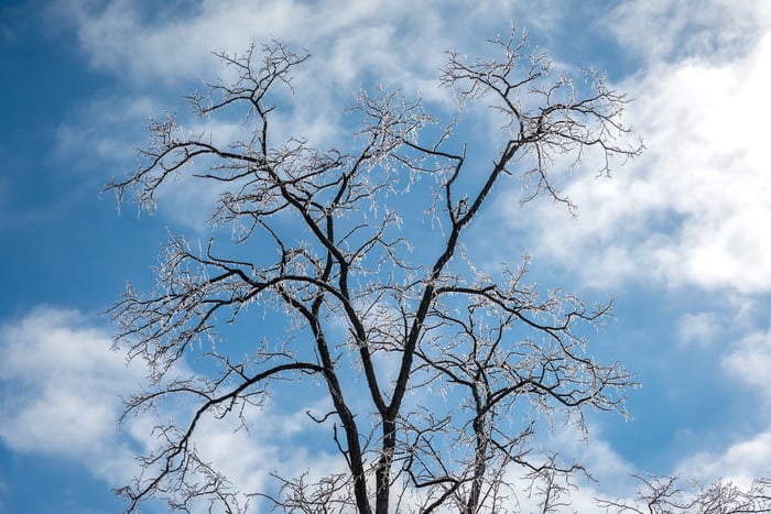 Image for Tree Icicles