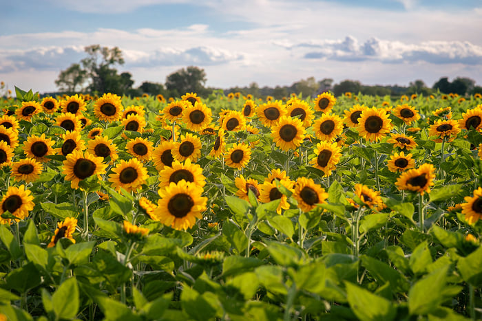 Image for Sunflower Field