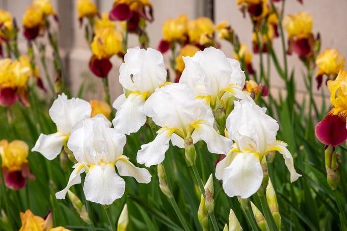 Image for White Iris