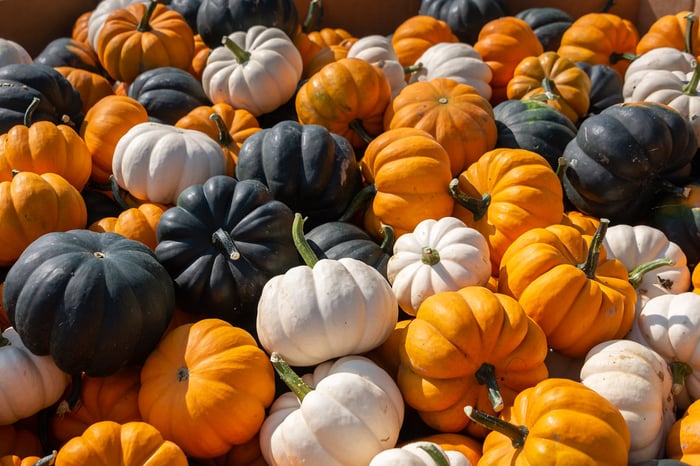 Image for Lil' Pumpkins