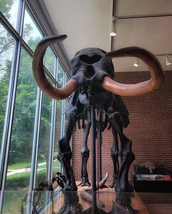Image for Indiana State Fossil